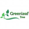 Greenleaf Tree