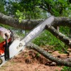 Tommy Frazier Tree Service