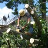 Tree Service Pros VA Beach