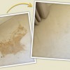 Stafford Carpet Cleaning