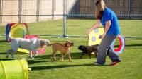 Artificial Grass for Dogs