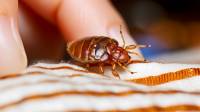 Bed Bug Control Services