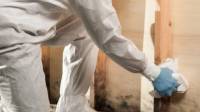 Mold Removal & Remediation